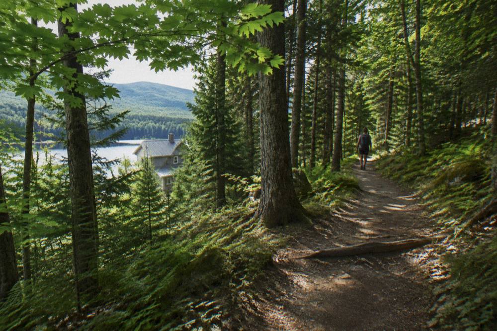 A narrow bike trail curving through dense green forest with sunlight filtering through the trees