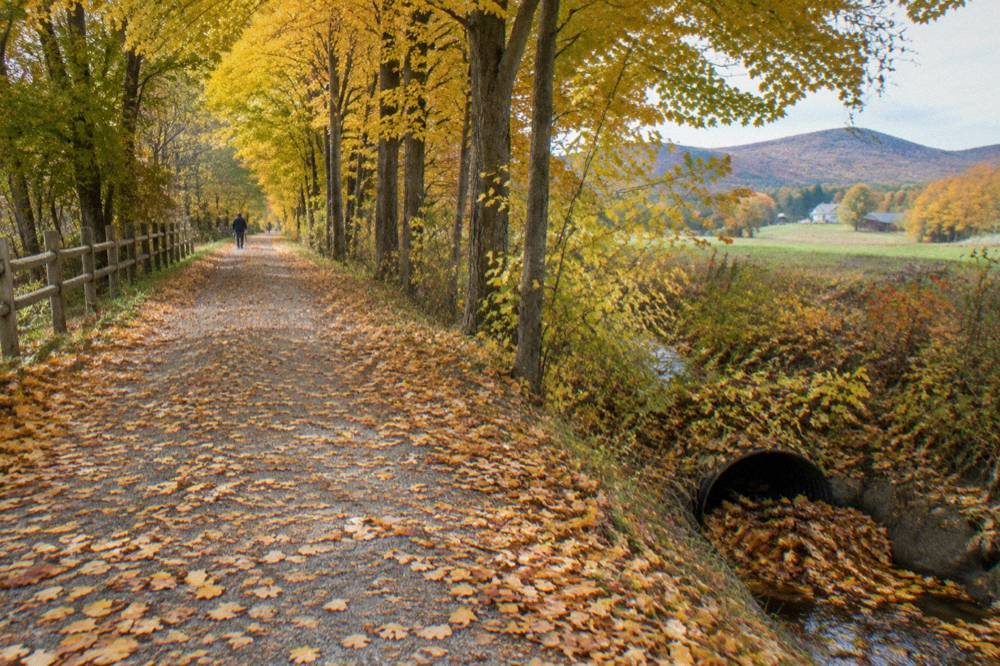 A tree-lined rail trail corridor with golden leaves covering the path