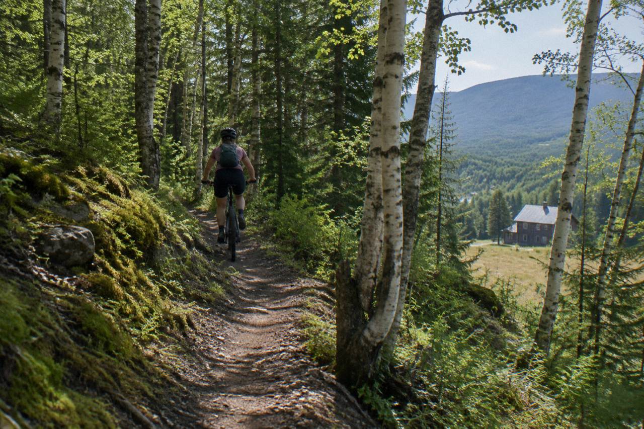 Forest singletrack curving between birch trees in northeast Vermont