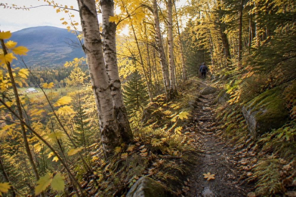 Singletrack trail winding through a bright yellow birch forest in the Northeast Kingdom