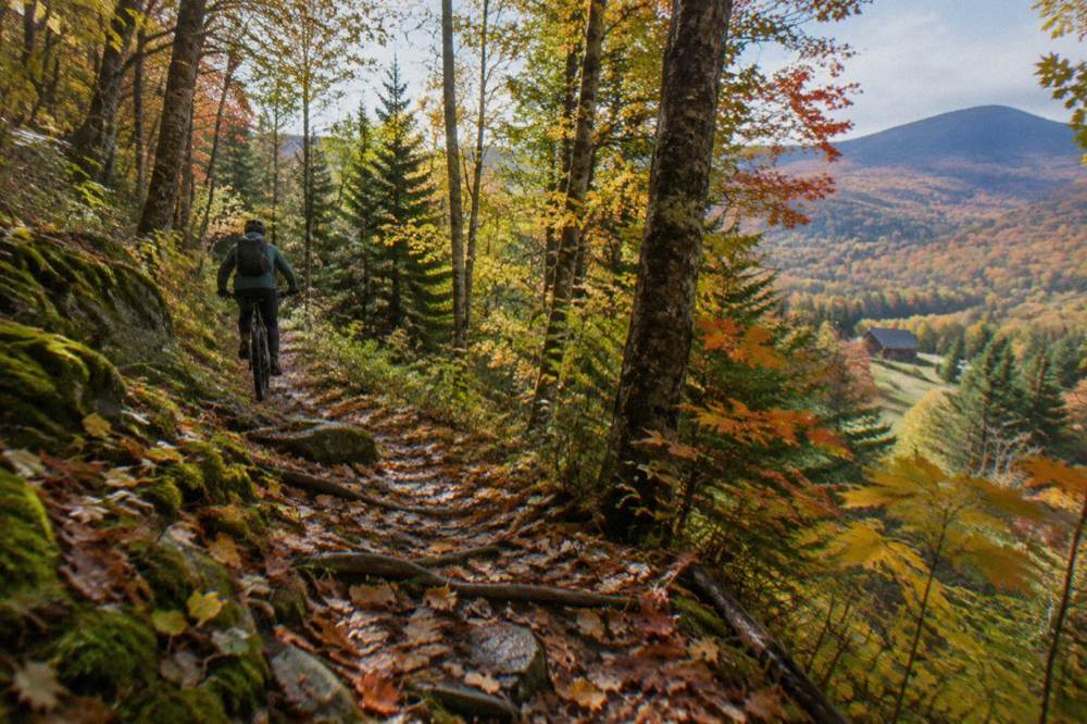 Singletrack trail winding through a dense autumn forest with fallen leaves