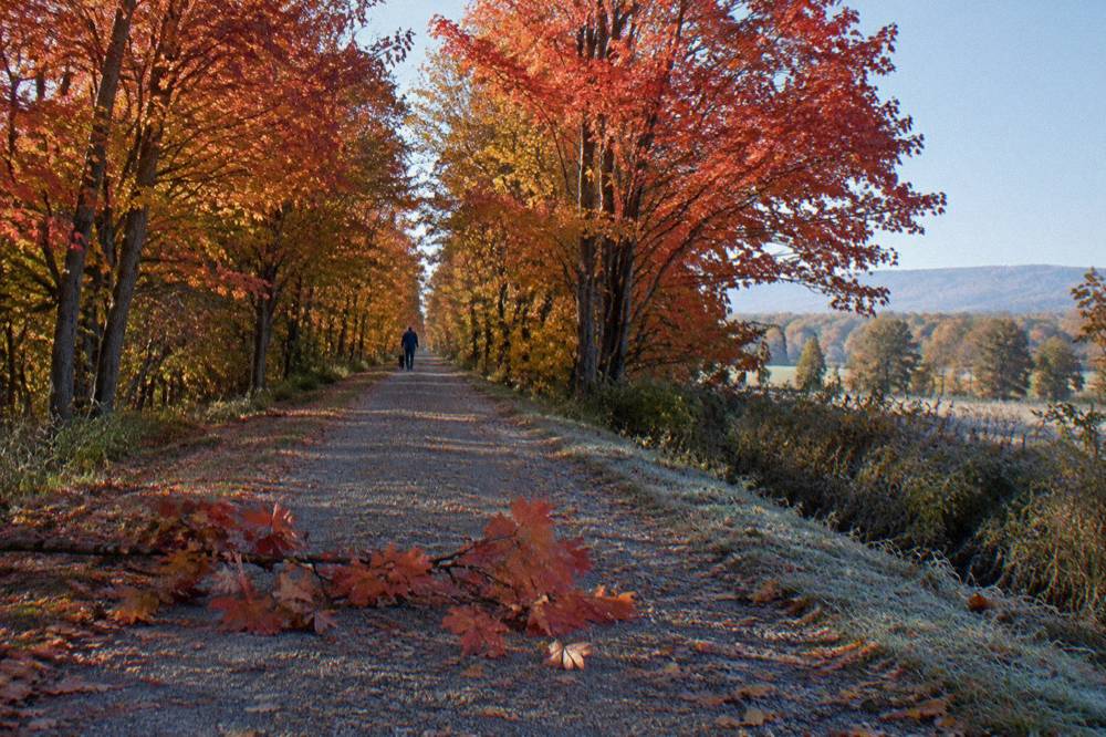 Bike path bordered by red and orange maple trees in autumn