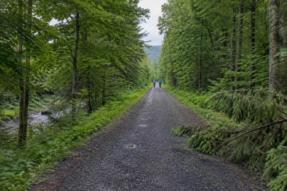 Gravel rail trail stretching straight through dense green forest with soft light