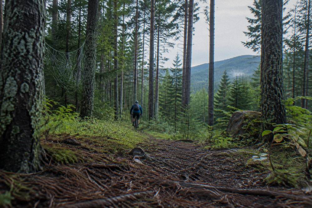 A mountain biker riding forested singletrack between tall pines in the Northeast Kingdom.