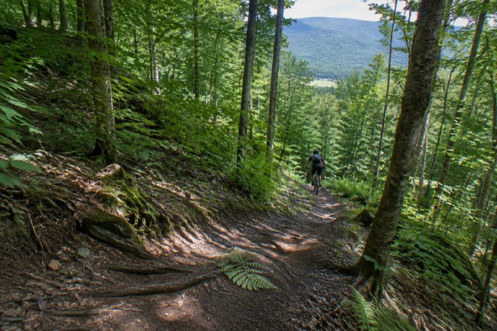 A forested mountain bike trail winding through dense green woods with worn dirt tread