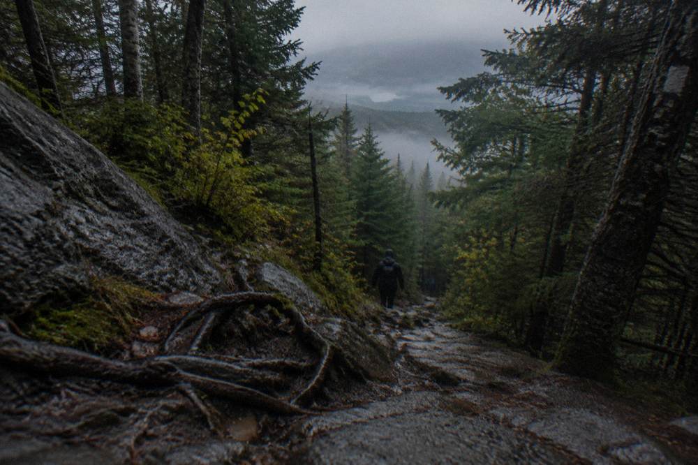 A steep wooded mountain bike descent over roots and rock