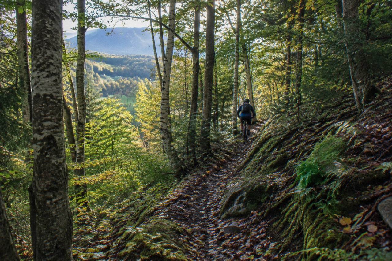 Singletrack winding through a dense green Vermont forest with fallen leaves on the ground