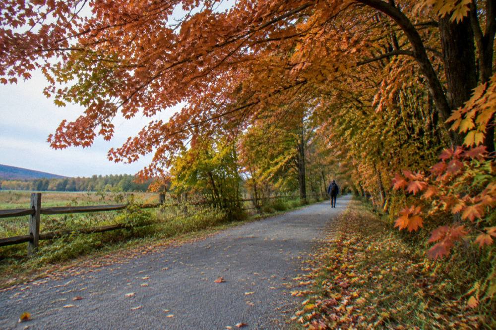 A country road in fall with orange and red trees overhanging the shoulder
