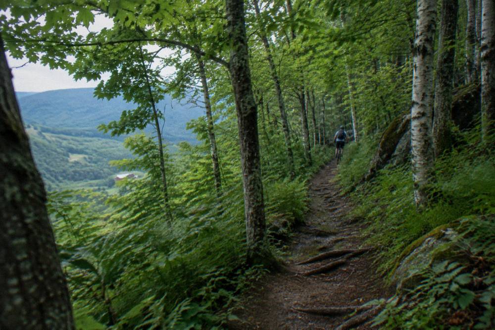 A narrow dirt singletrack trail winding through a dense green forest