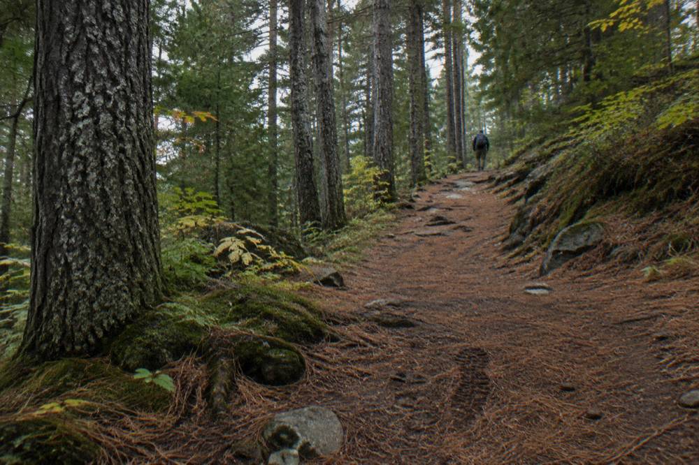 A covered forest road winding through tall pines on public land in Vermont