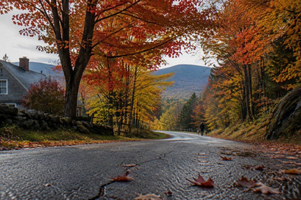 A paved rural road curving through dense orange and red maple canopy in Vermont