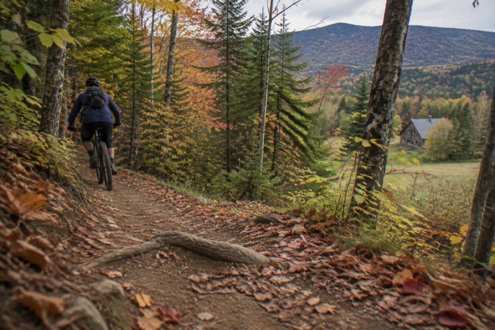 Singletrack trail winding through dense autumn forest with fallen leaves on the ground