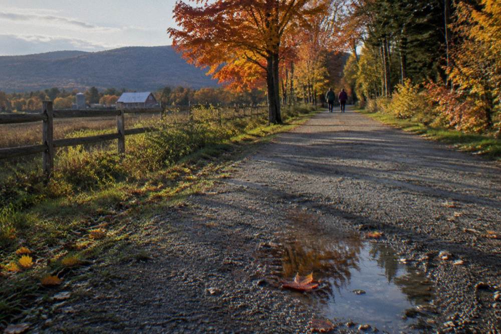 A gravel road lined with orange and red maple trees in autumn light